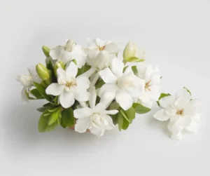 gardenia flower
